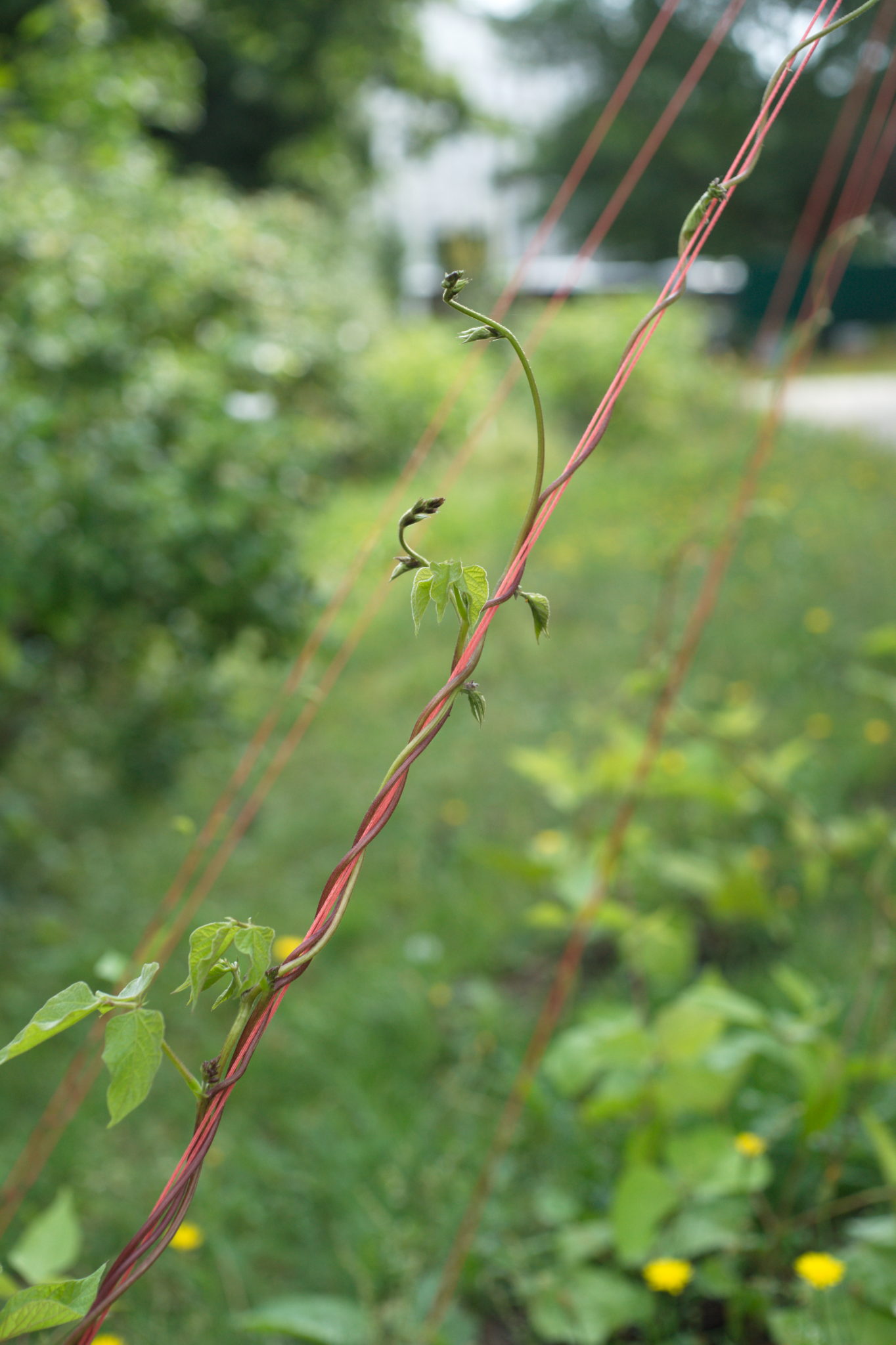 20210721  Gruen(t)raumHeimfeld 019